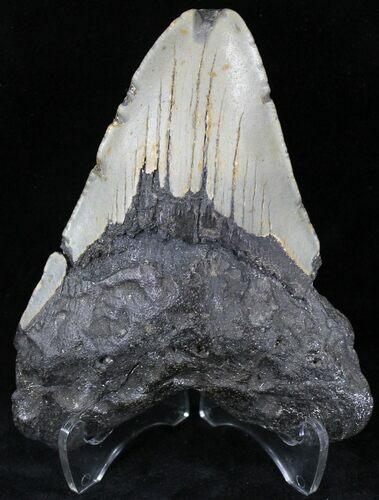 Bargain Megalodon Tooth - North Carolina #21708